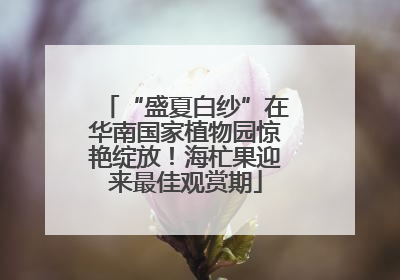 “盛夏白纱”在华南国家植物园惊艳绽放！海杧果迎来最佳观赏期