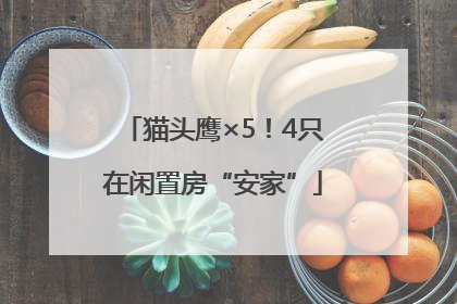 猫头鹰×5！4只在闲置房“安家”