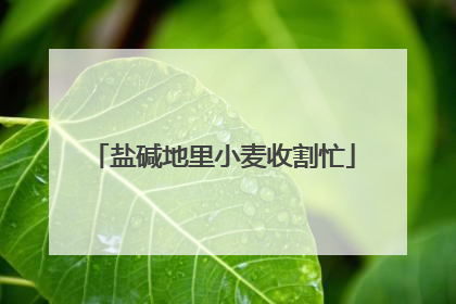 盐碱地里小麦收割忙