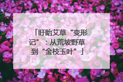 盱眙艾草“变形记”：从荒坡野草到“金枝玉叶”