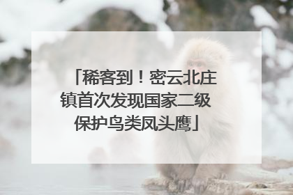 稀客到！密云北庄镇首次发现国家二级保护鸟类凤头鹰