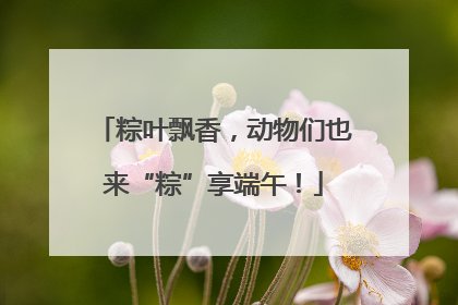 粽叶飘香，动物们也来“粽”享端午！