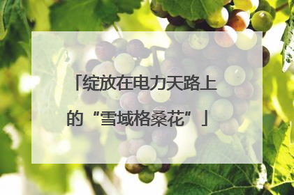 绽放在电力天路上的“雪域格桑花”