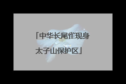中华长尾雀现身太子山保护区
