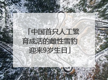 中国首只人工繁育成活的雌性雪豹迎来9岁生日