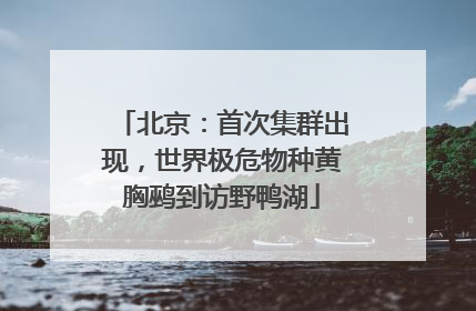 北京：首次集群出现，世界极危物种黄胸鹀到访野鸭湖