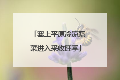 塞上平原冷凉蔬菜进入采收旺季