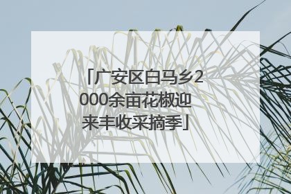 广安区白马乡2000余亩花椒迎来丰收采摘季