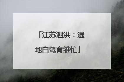 江苏泗洪：湿地白鹭育雏忙