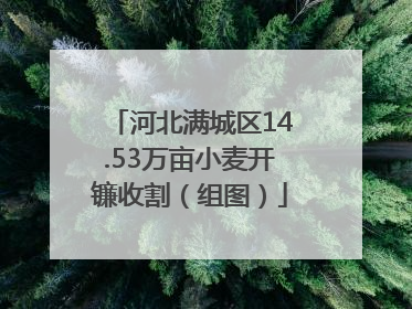 河北满城区14.53万亩小麦开镰收割（组图）