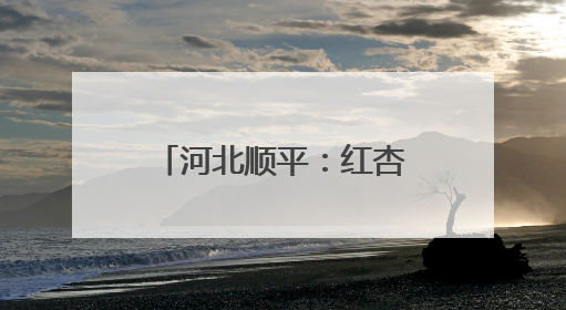 河北顺平：红杏压枝丰收季 田园采摘正当时