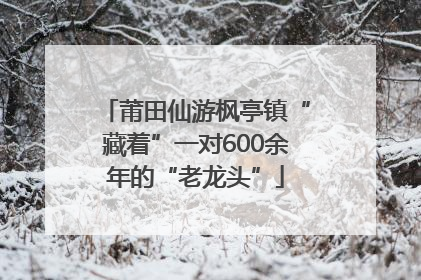 莆田仙游枫亭镇“藏着”一对600余年的“老龙头”