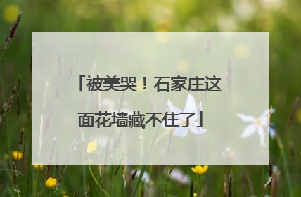 被美哭！石家庄这面花墙藏不住了