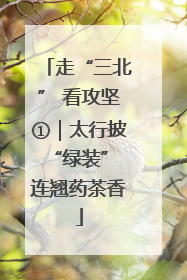 走“三北” 看攻坚①｜太行披“绿装” 连翘药茶香