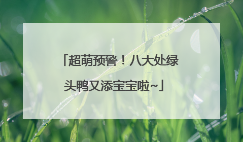 超萌预警！八大处绿头鸭又添宝宝啦~