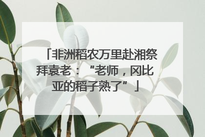 非洲稻农万里赴湘祭拜袁老：“老师，冈比亚的稻子熟了”