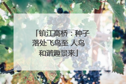镇江高桥：种子落处飞鸟至 人鸟和谐趣景来