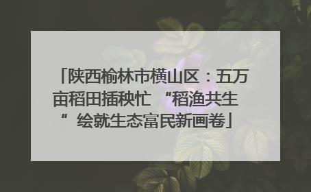 陕西榆林市横山区：五万亩稻田插秧忙 “稻渔共生”绘就生态富民新画卷
