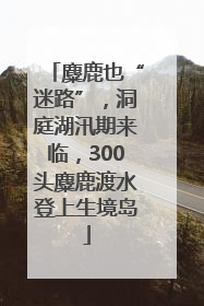 麋鹿也“迷路”，洞庭湖汛期来临，300头麋鹿渡水登上生境岛