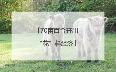 70亩百合开出“花”样经济